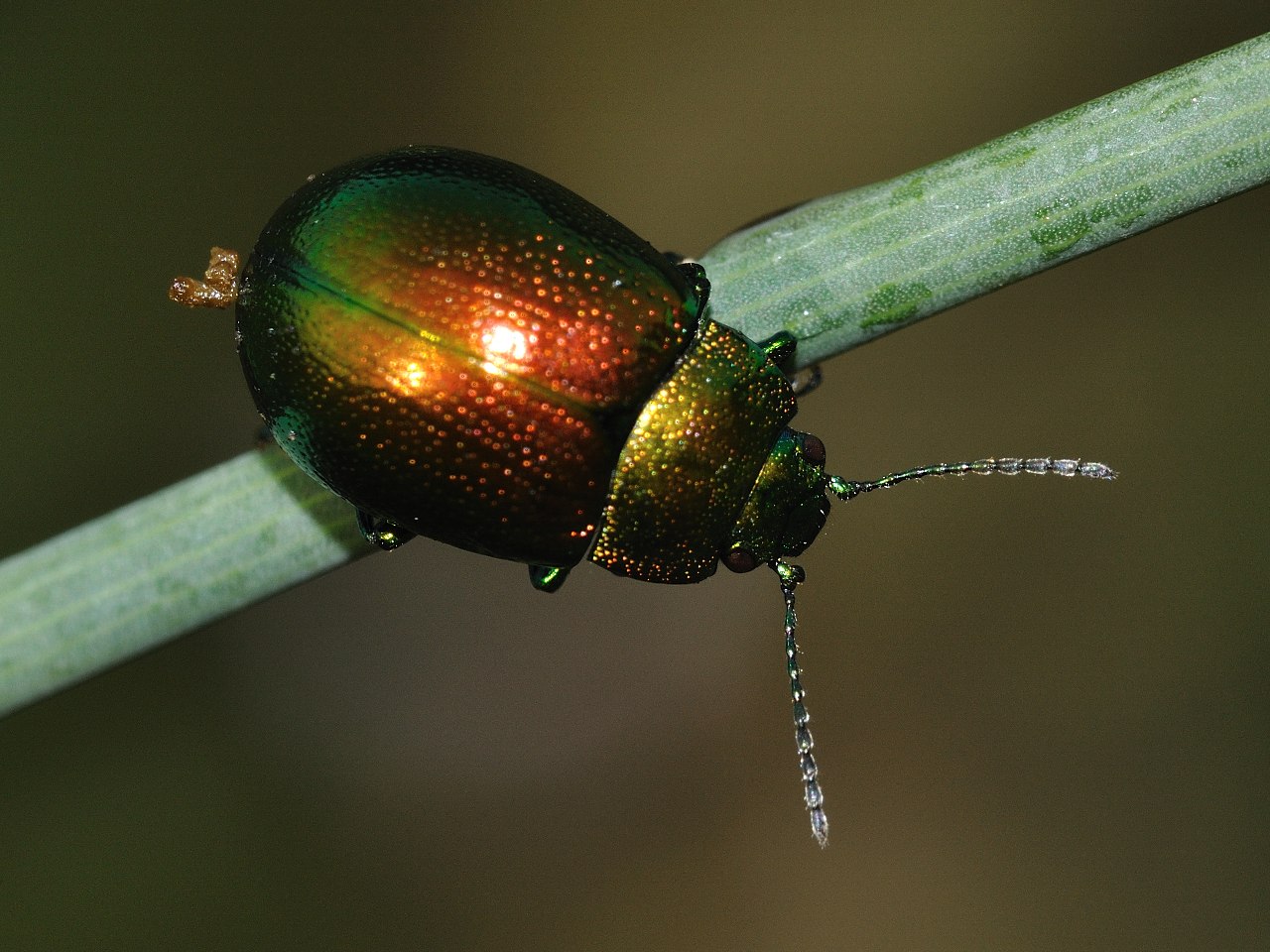 Chrysolina herbacea